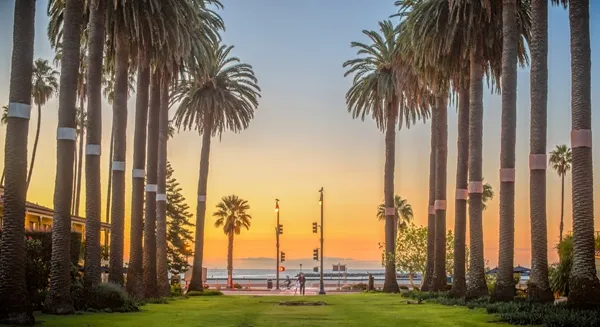 Santa Barbara's iconic palm trees. Photo by Alex Beattie.