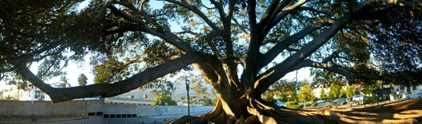 Santa Barbara's Moreton Bay fig tree, believed to have been originally shipped from eastern Australia. Photo by Konrad Summers.