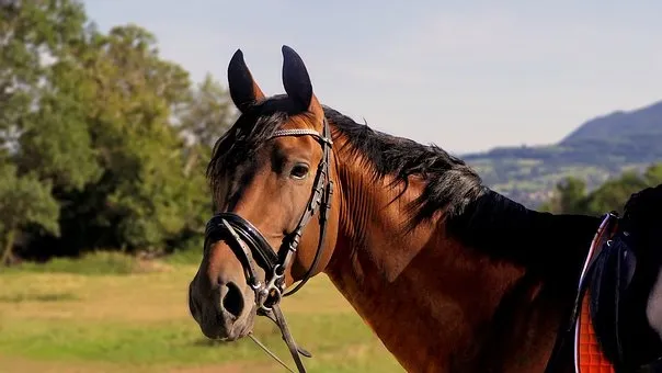 equine