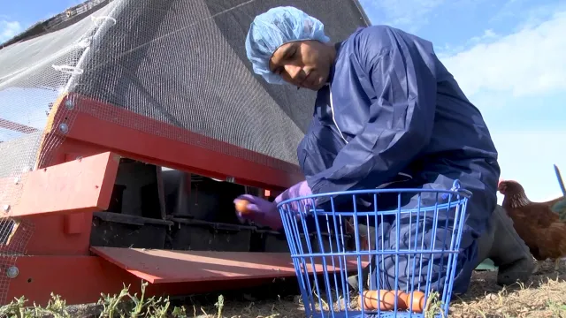 Egg collection_Ground level