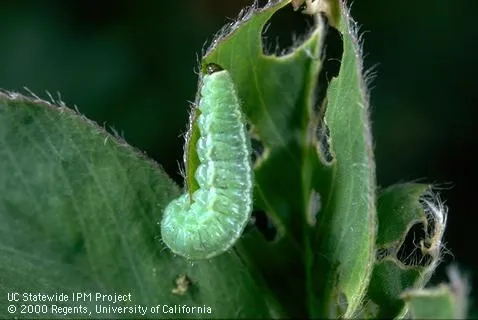 Alfalfa weevil larva