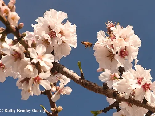 A honey bee heads for almond blossoms blooming in Benicia, Calif. But sometimes you'll see a bumble bee and other pollinators. (Photo by Kathy Keatley Garvey)