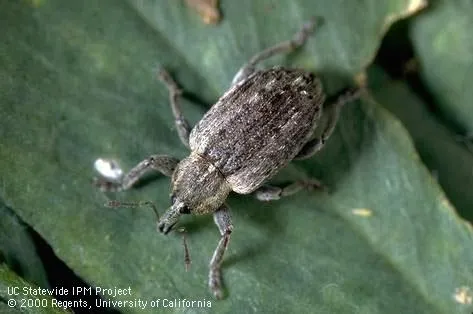 Adult Alfalfa Weevil