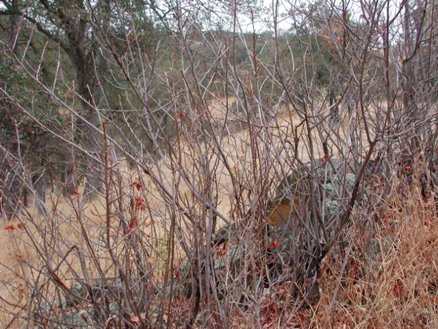Poison oak stalks after leaf loss. (Credit: Anne McTavish)