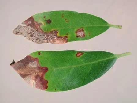 leaf blight margins
