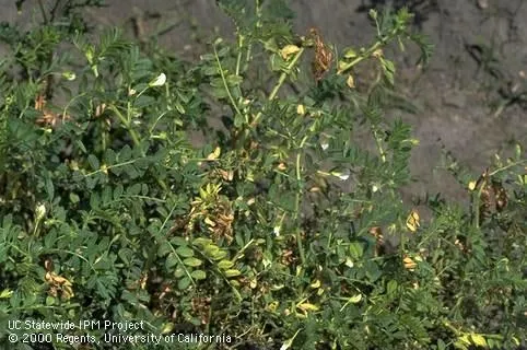 Ascochyta infected plants.