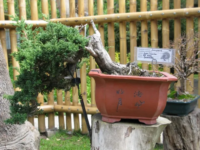 25 year-old Juniper.