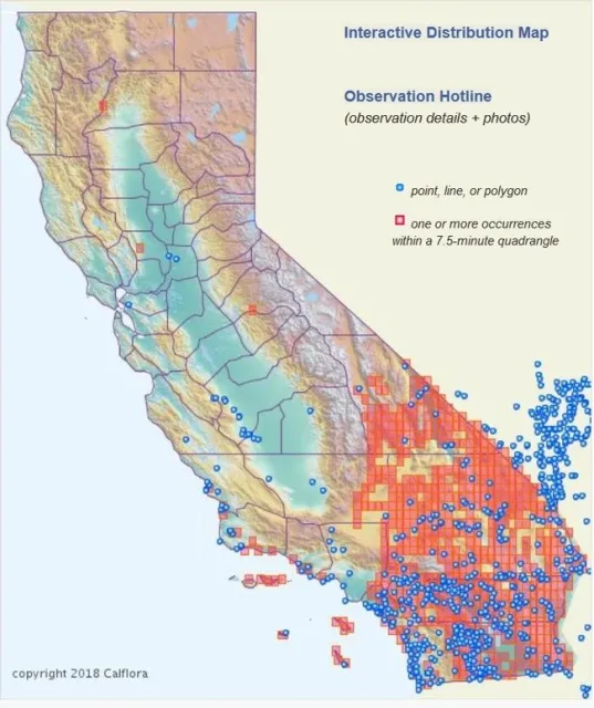 Saharan Mustard Map From CalFlora