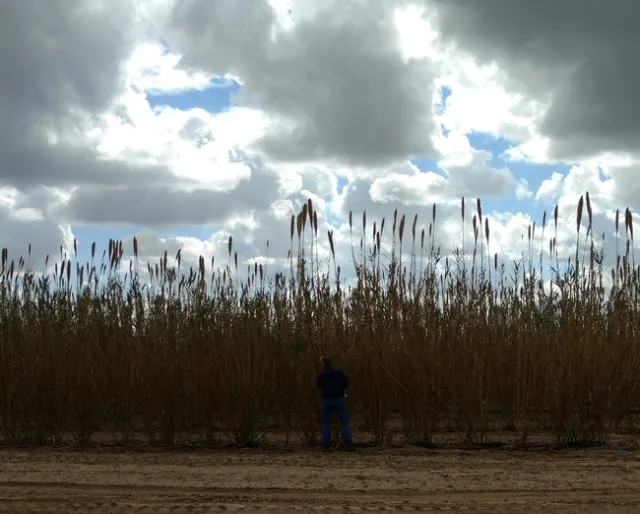 Brian's Giant Cane project with Blake providing scale