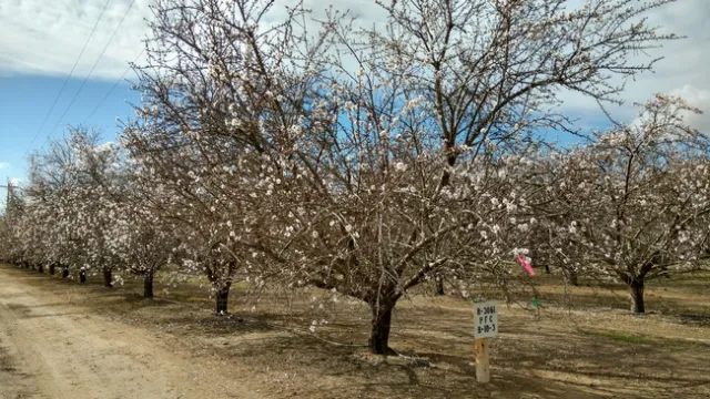 Kern County almonds Feb 2018