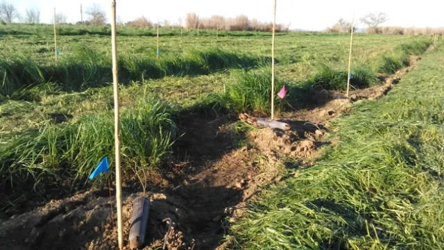 Figure 3. Habitat restoration following arundo control.