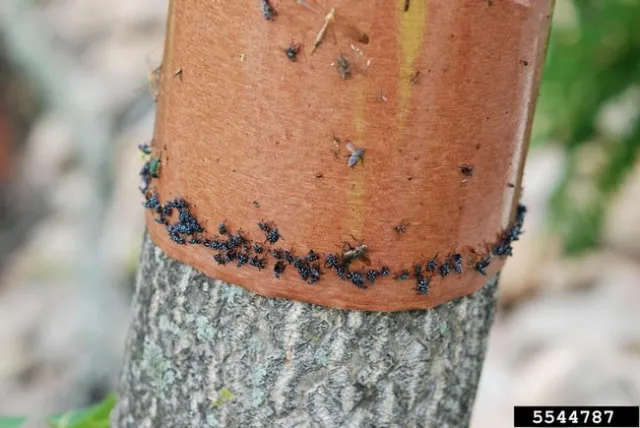 Spotted lanternfly-sticky band-Lawrence Barringer 5544787