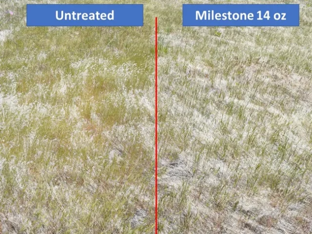 Milestone and Untreated