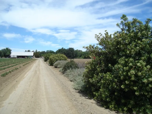 Hedgerows, the plants bordering this field of processing tomatoes, provide habitat and floral resources for beneficial insects that help pollinate crops and provide natural control of pests.