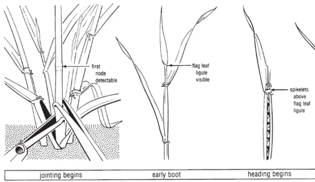 Visual indicators of growth stages.