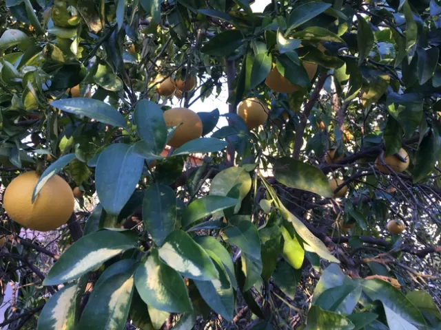 citrus leaf claering 1