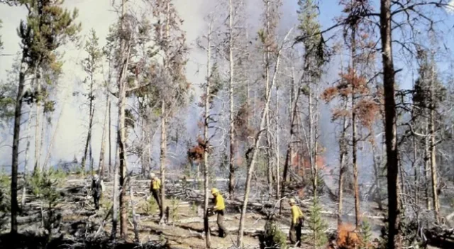 Logepole-pine-infested-with-mistletoe-1980s-Credit-U.S.-Department-of-Agriculture-shared-via-Flickr-Creative-Commons2-768x421