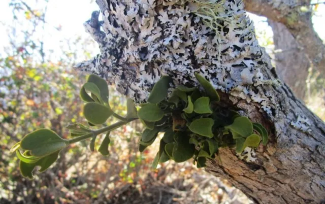 Dan-Kidwell2-768x482