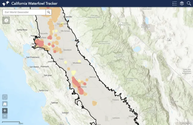 Circles on the California Waterfowl Tracker map shows where waterfowl are feeding and roosting. Red indicates a high density of birds, orange is medium density and yellow is low density.