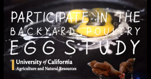 Backyard Poultry Egg Study UCANR preview