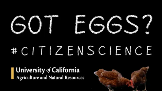 Backyard Poultry Egg Study UCANR 2 preview