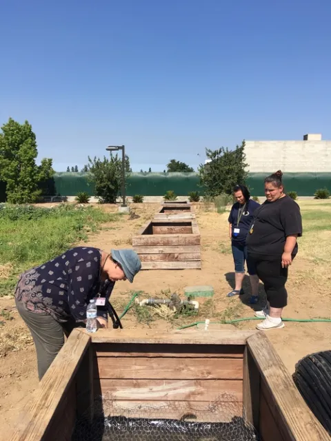 irrigation