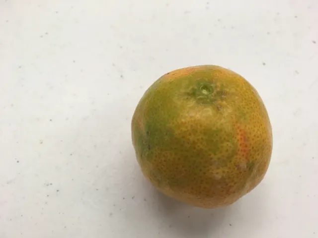 ash effect on coloring