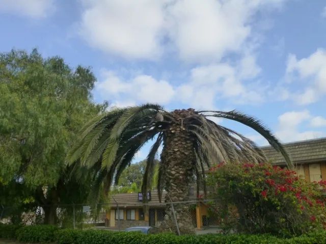 A Canary Island Palm in San Ysidro killed by South American palm weevils.