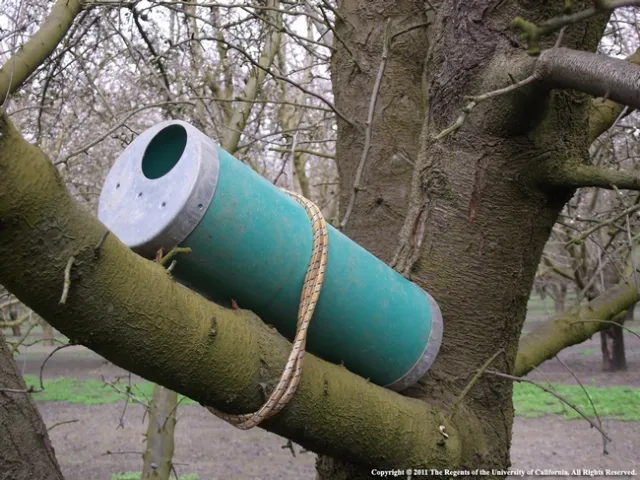 Because the rats climb, Roger Baldwin, UC Cooperative Extension wildlife specialist, recommends attaching bait stations to tree branches.