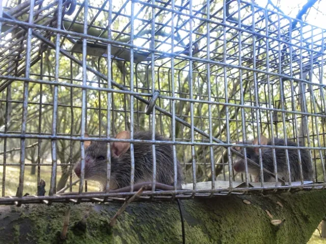 Roof rats are nocturnal animals that climb in trees and burrow underground.