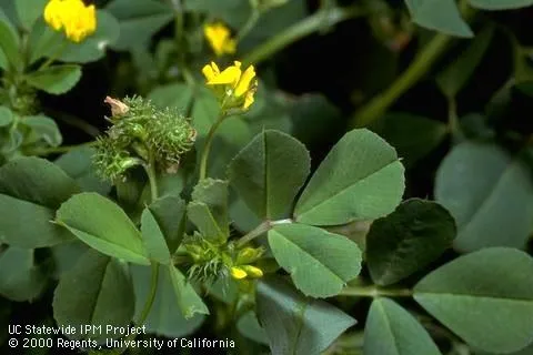 California burclover, an annual clover. (Photo: Jack Kelly Clark)