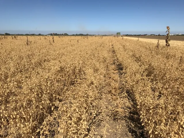 Harvesting garbanzo beans, Yolo County, 2017.