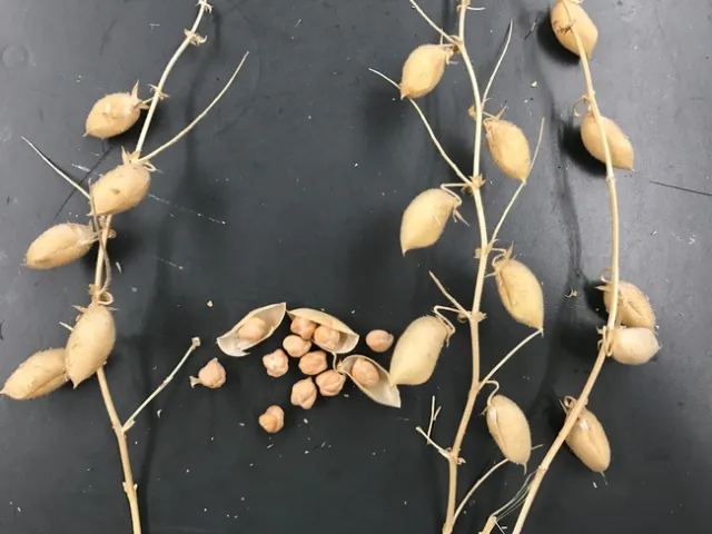 Garbanzo pods and beans