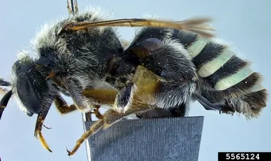 alkali bee
