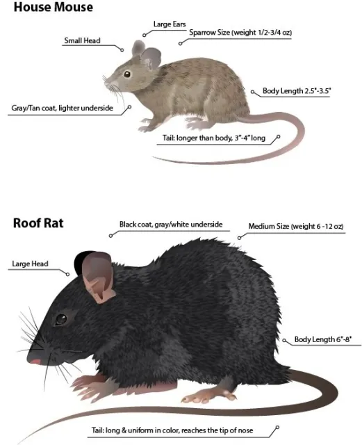rat picture