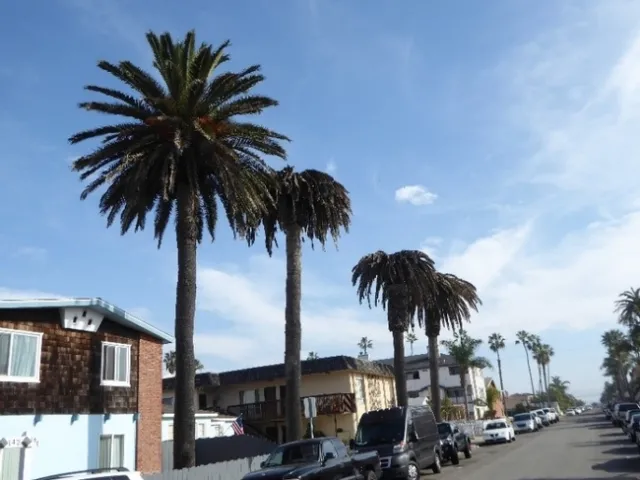 palm weevil damage 2