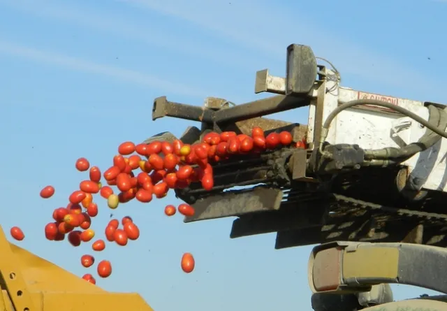 Processing tomato harvest. A new report estimates costs and returns for of processing tomatoes in Fresno County and provides an overview of common production practices related to irrigation, fertility and pest management.