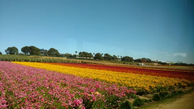 Flower Fields