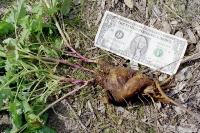chenopodium calif swollen stem