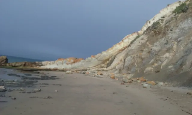 Beach lizard near Schooner Gulch