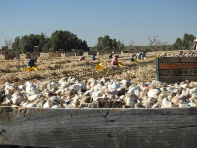 Garlic harvest. Photo by Petr Kosina.