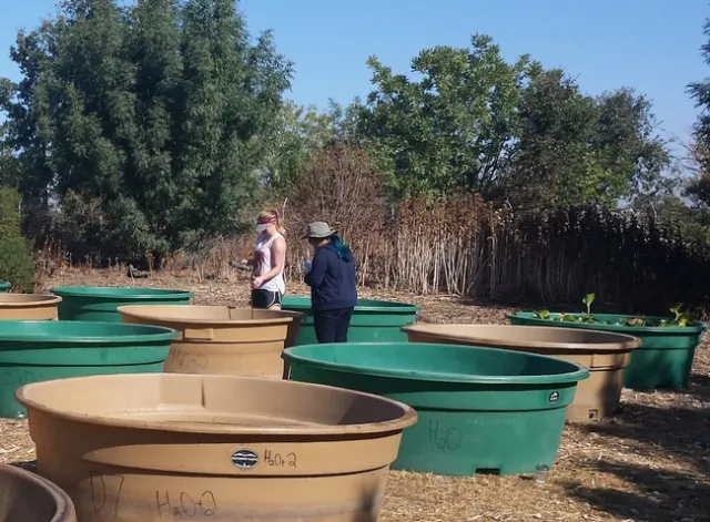 Alice Liu and Taylor Barca take water quality measurements at a fluridone control tank at the Mesocosm Experiment in 2015 (picture credit: M. Portilla).