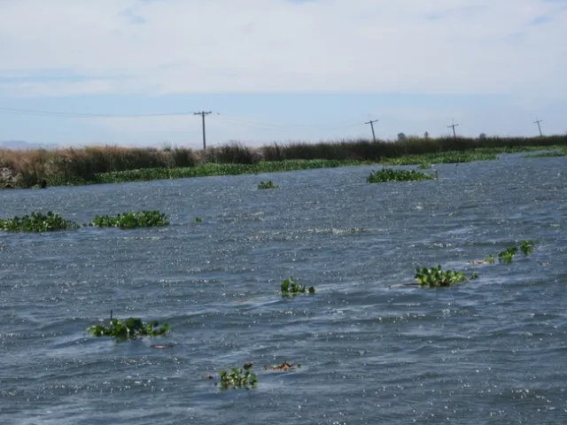 Figure 1. Water hyacinth mats floating in the Sacramento-San Joaquin Delta.