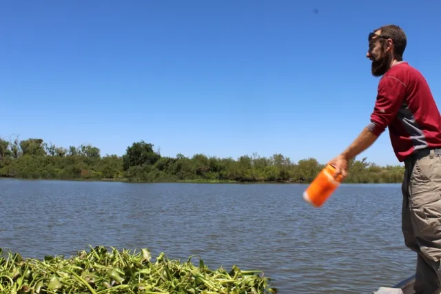 Figure 3. Deploying a GPS tracker on July 20, 2017. Sacramento-San Joaquin Delta, CA.