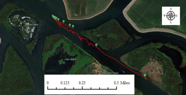 Figure 6. An example of a plant mat changing course as the tide changed. The red line records the track of the GPS in a water hyacinth mat. San Joaquin main channel. November 16, 2017.