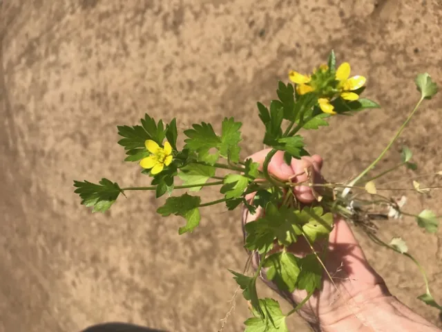 Spiny buttercup (Ranunculus muricatus)