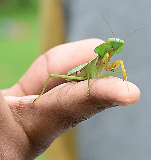 A Malaysian shield praying mantis, owned by UC Davis entomology student Lohit Garipati, peers at the camera. (Photo by Kathy Keatley Garvey)