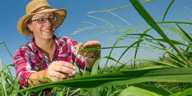 UCCE advisor Whitney Brum-DeForest in a rice field.