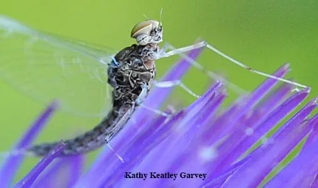 An adult mayfly on an artichoke blossom. Mayflies are the primary source of models for artificial flies--hooks tied with colorful threads and feathers--used in fly fishing. (Photo by Kathy Keatley Garvey)