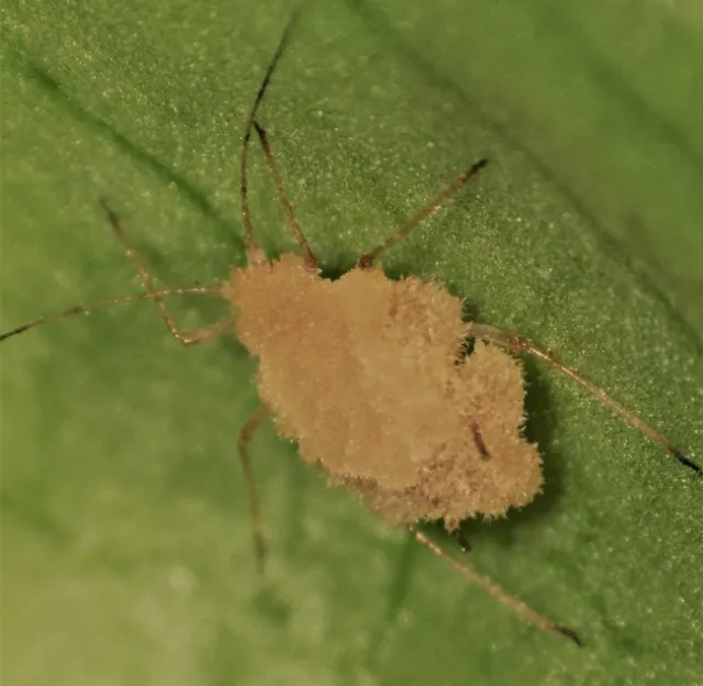 Foxglove + Entomophthora